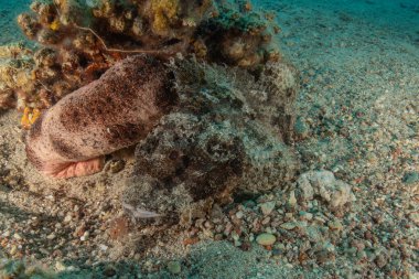 Kızıl Denizde yüzen balıklar, renkli balıklar, Eilat, İsrail