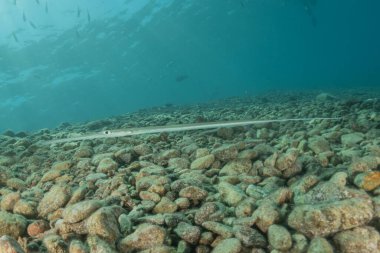 Kızıl Deniz 'deki mürekkep balığı, Renkli ve güzel, Eilat, İsrail