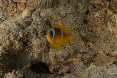 Kızıl Deniz 'de palyaço balığı balığı, renkli ve güzel, Eilat, İsrail