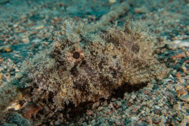 Kızıl Denizde yüzen balıklar, renkli balıklar, Eilat, İsrail