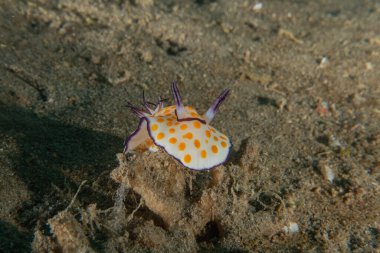 Kızıl Denizde Çıplak Deniz Sümüklüböceği, Renkli ve güzel, Eilat, İsrail