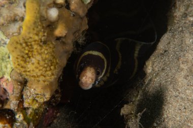 Moray eel Mooray lycodontis undulatus, Kızıl Deniz 'de, Eilat, İsrail