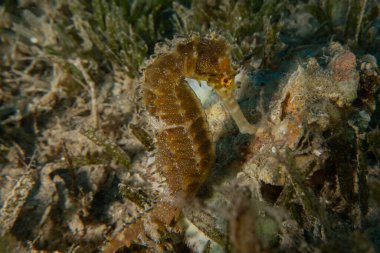 Kızıl Denizde Deniz Atı, Renkli ve güzel, Eilat, İsrail