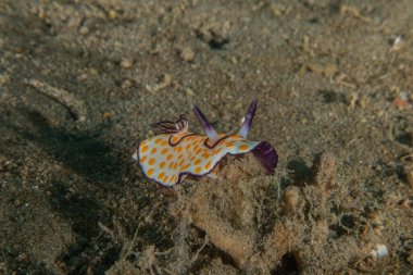 Kızıl Denizde Çıplak Deniz Sümüklüböceği, Renkli ve güzel, Eilat, İsrail