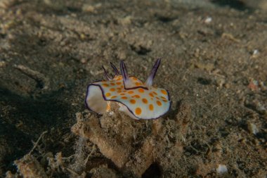 Kızıl Denizde Çıplak Deniz Sümüklüböceği, Renkli ve güzel, Eilat, İsrail