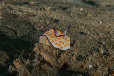 Kızıl Denizde Çıplak Deniz Sümüklüböceği, Renkli ve güzel, Eilat, İsrail