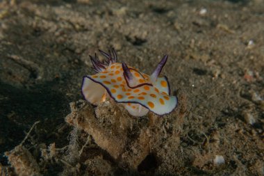Kızıl Denizde Çıplak Deniz Sümüklüböceği, Renkli ve güzel, Eilat, İsrail