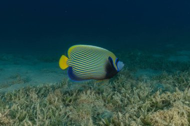 Kızıl Denizde yüzen balıklar, renkli balıklar, Eilat, İsrail