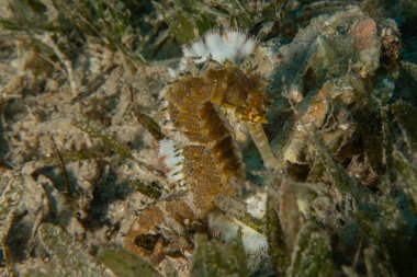 Kızıl Denizde Deniz Atı, Renkli ve güzel, Eilat, İsrail