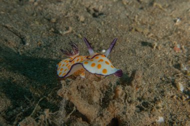 Kızıl Denizde Çıplak Deniz Sümüklüböceği, Renkli ve güzel, Eilat, İsrail
