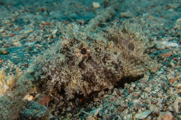 Kızıl Denizde yüzen balıklar, renkli balıklar, Eilat, İsrail