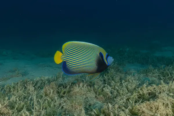 Kızıl Denizde yüzen balıklar, renkli balıklar, Eilat, İsrail