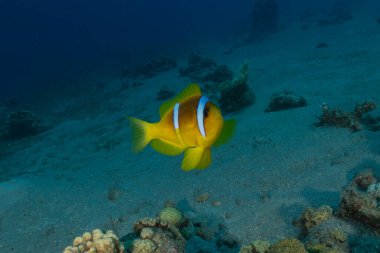 Kızıl Deniz 'de palyaço balığı balığı, renkli ve güzel, Eilat, İsrail