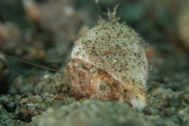 Kızıl Deniz 'deki keşiş yengeci Renkli ve güzel, Eilat Israel