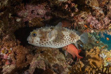 Kızıl Denizde yüzen balıklar, renkli balıklar, Eilat, İsrail