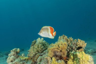 Kızıl Denizde yüzen balıklar, renkli balıklar, Eilat, İsrail