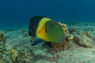 Kızıl Denizde yüzen balıklar, renkli balıklar, Eilat, İsrail
