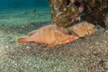 Kızıl Denizde yüzen balıklar, renkli balıklar, Eilat, İsrail