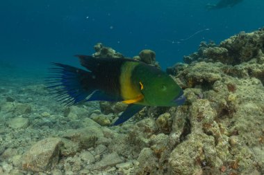 Kızıl Denizde yüzen balıklar, renkli balıklar, Eilat, İsrail