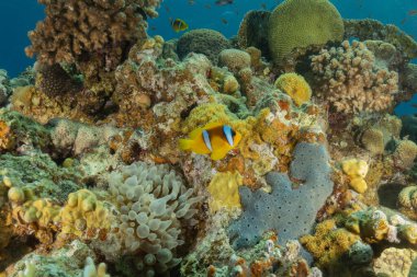 Kızıl Deniz 'de palyaço balığı balığı, renkli ve güzel, Eilat, İsrail