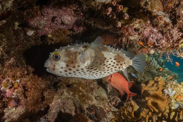 Kızıl Denizde yüzen balıklar, renkli balıklar, Eilat, İsrail