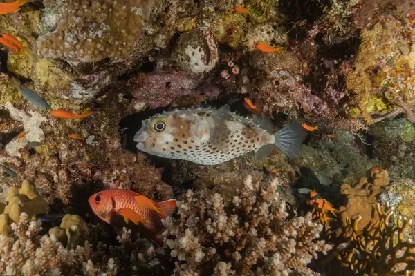 Kızıl Denizde yüzen balıklar, renkli balıklar, Eilat, İsrail