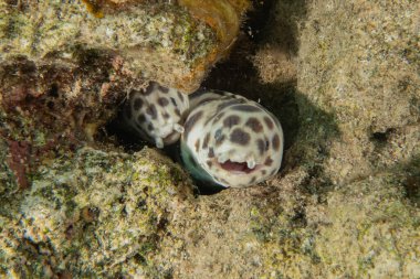 Moray yılan balığı, Mooray lycodontis undulatus, Kızıl Deniz, Eilat, İsrail