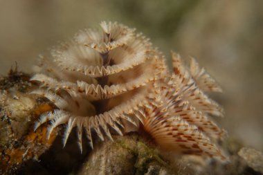 Kızıldeniz 'deki mercan resifi ve su bitkileri, Eilat Israel