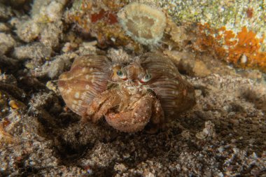 Kızıl Denizde Yengeç, Renkli ve güzel, Eilat, İsrail