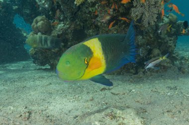 Kızıl Denizde yüzen balıklar, renkli balıklar
