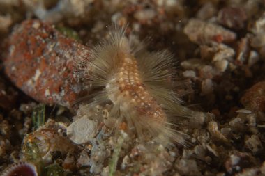 Kızıldeniz 'deki mercan resifi ve su bitkileri, Eilat Israel