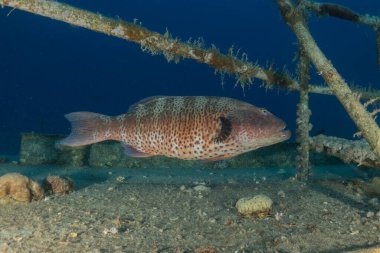 Kızıl Denizde yüzen balıklar, renkli balıklar