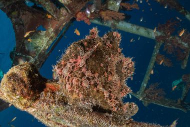Kızıl Deniz 'deki kurbağa balığı, renkli ve güzel, Eilat Israel.
