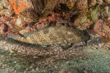 Kızıl Denizde yüzen balıklar, renkli balıklar, Eilat, İsrail