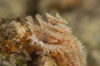 Kızıldeniz 'deki mercan resifi ve su bitkileri, Eilat Israel