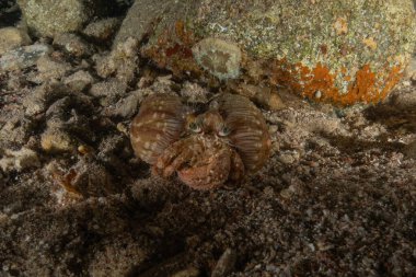 Kızıl Denizde Yengeç, Renkli ve güzel, Eilat, İsrail
