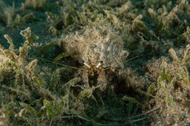 Kızıl Denizde Yengeç, Renkli ve güzel, Eilat, İsrail