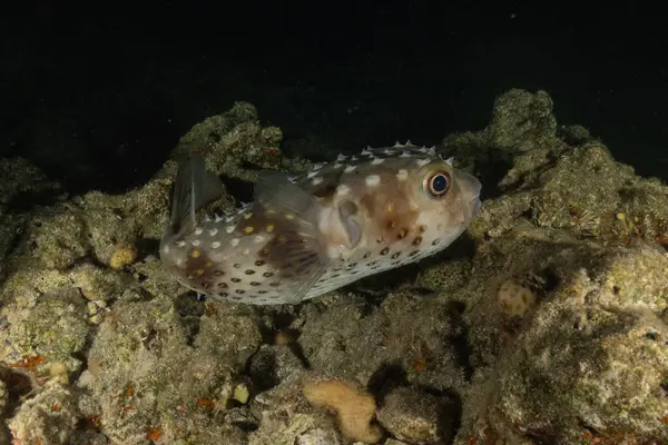 Kızıl Denizde yüzen balıklar, renkli balıklar