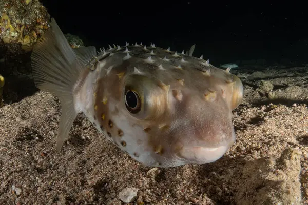 Kızıl Denizde yüzen balıklar, renkli balıklar