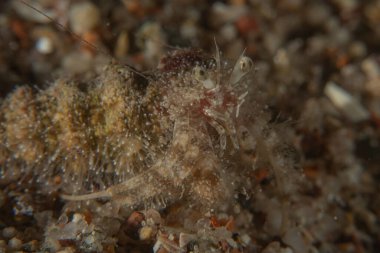 Kızıl Denizde Yengeç, Renkli ve güzel, Eilat, İsrail