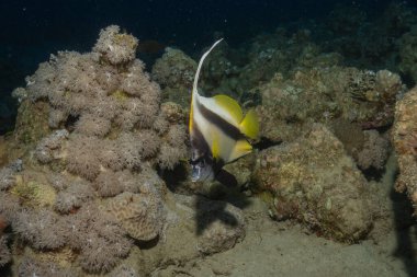 Kızıl Denizde yüzen balıklar, renkli balıklar