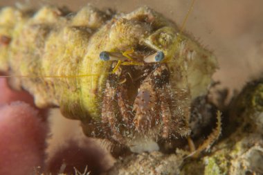 Kızıl Denizde Yengeç, Renkli ve güzel, Eilat, İsrail