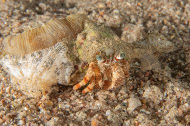 Kızıl Denizde Yengeç, Renkli ve güzel, Eilat, İsrail