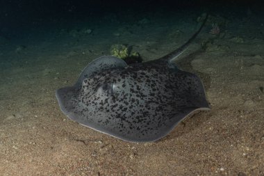 Kızıldeniz, Eilat, İsrail 'de deniz tabanında Stingray görüldü.