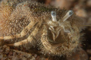 Kızıl Denizde Yengeç, Renkli ve güzel, Eilat, İsrail