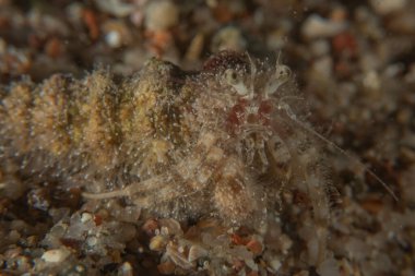 Kızıl Denizde Yengeç, Renkli ve güzel, Eilat, İsrail