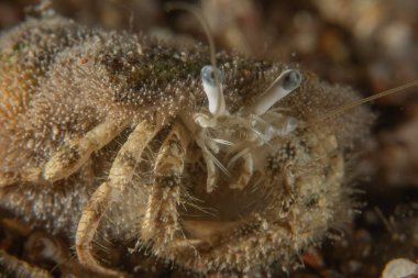 Kızıl Denizde Yengeç, Renkli ve güzel, Eilat, İsrail