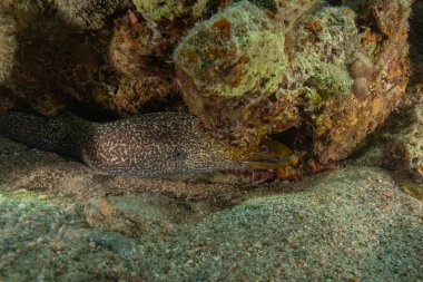 Moray yılan balığı, Mooray lycodontis undulatus, Kızıl Deniz, Eilat, İsrail