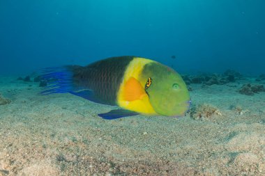 Kızıl Denizde yüzen balıklar, renkli balıklar, Eilat, İsrail