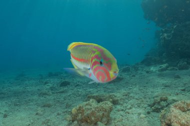 Kızıl Denizde yüzen balıklar, renkli balıklar, Eilat, İsrail